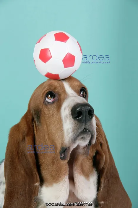 : DOG. Basset hound balancing a football on head