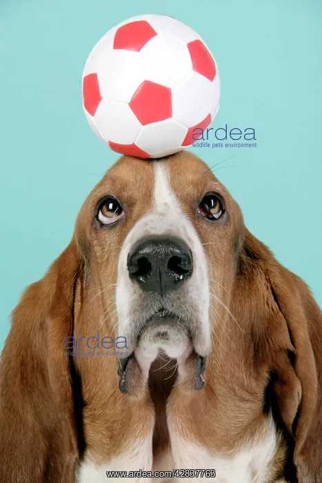  : DOG. Basset hound balancing a football on head