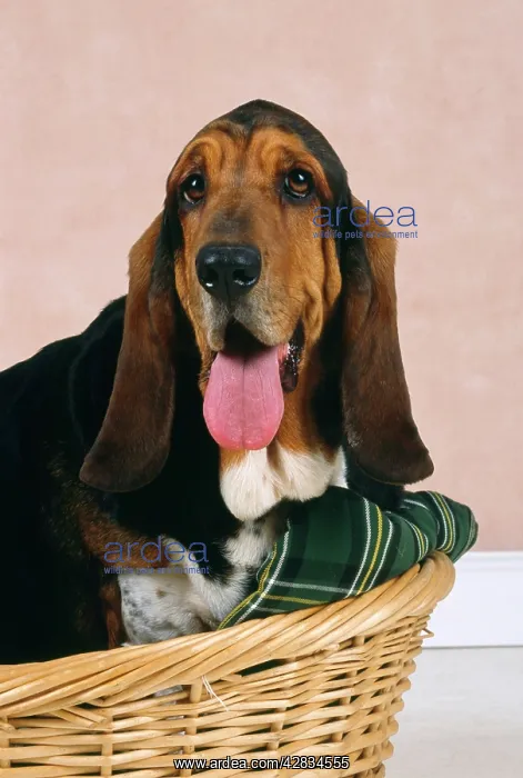 : Dog - Basset Hound in basket, close-up : Dog - Basset Hound in basket, close-up