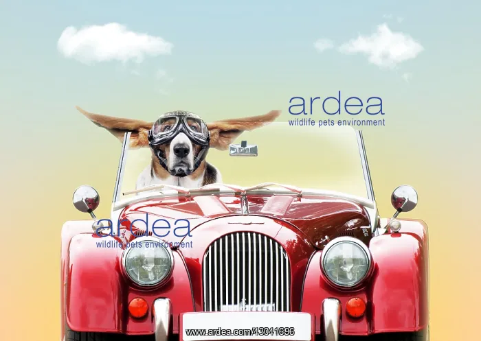: DOG. Basset hound driving car wearing goggles with ears out : DOG. Basset hound driving car wearing goggles with ears out