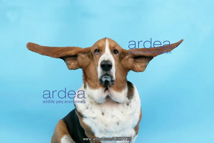  : DOG. Basset hound with ears out