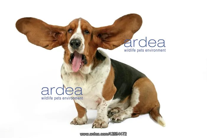  : Dog - Basset Hound with ears up