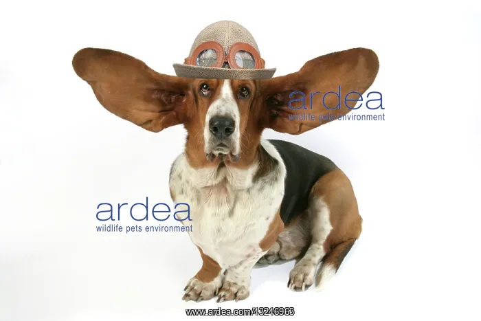 : Dog - Basset Hound with ears up wearing flying hat with gogg : Dog - Basset Hound with ears up wearing flying hat with gogg
