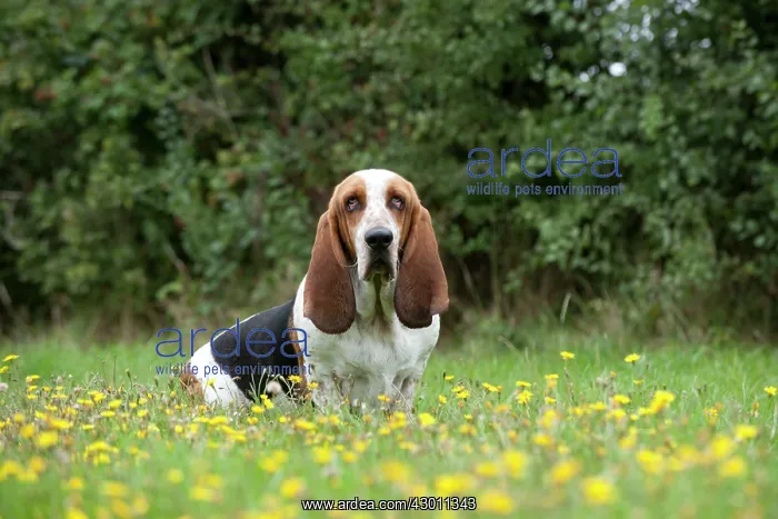 : DOG Basset Hound in a field : DOG Basset Hound in a field