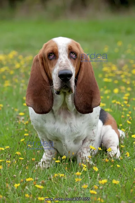 : DOG Basset Hound in a field : DOG Basset Hound in a field