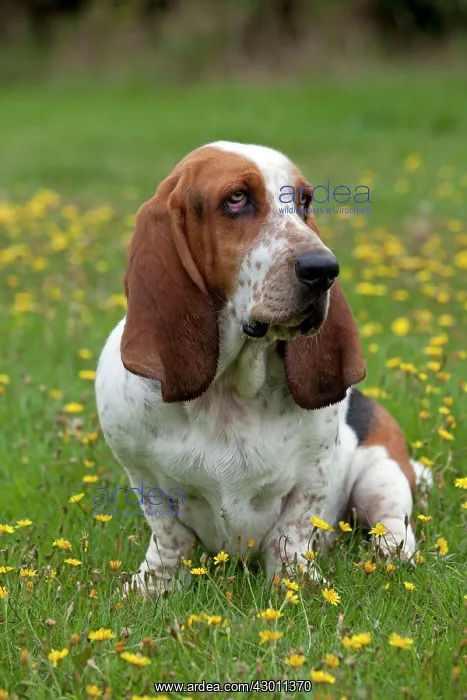 : DOG Basset Hound in a field : DOG Basset Hound in a field