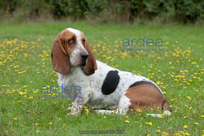 : DOG Basset Hound in a field : DOG Basset Hound in a field