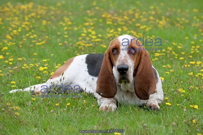 : DOG Basset Hound in a field : DOG Basset Hound in a field