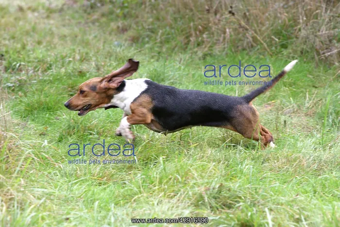 : Dog - basset hound (from de la Baume ) - Hunting for rabbit : Dog - basset hound (from de la Baume ) - Hunting for rabbit