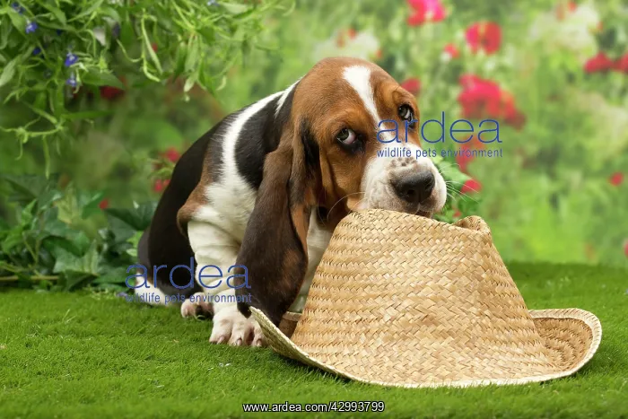  : Dog - Basset Hound - with hat