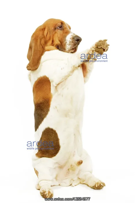  : Dog - Basset Hound on hind legs, begging