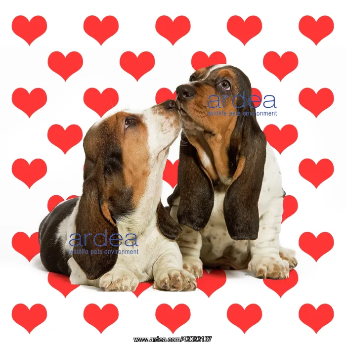: Dog, Basset Hound, two kissing on heart background : Dog, Basset Hound, two kissing on heart background