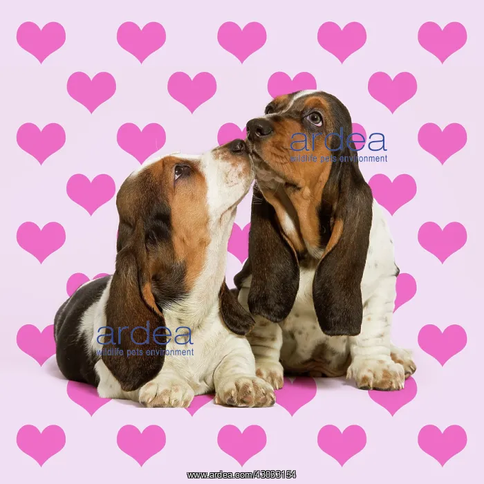 : Dog, Basset Hound, two kissing on heart background : Dog, Basset Hound, two kissing on heart background