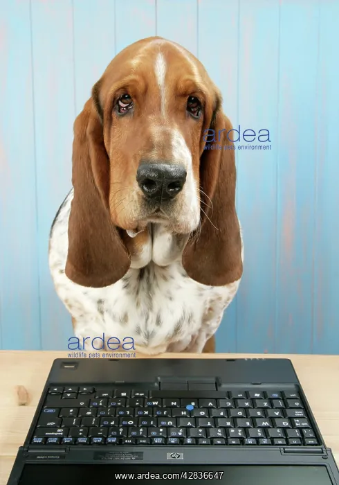  : DOG. Basset hound at a laptop
