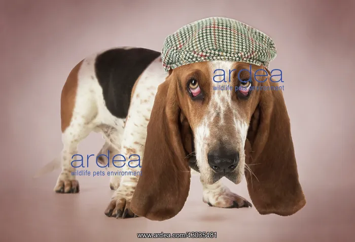: DOG Basset Hound looking sad wearing flat cap Digital Manipyulation Hat JD : DOG Basset Hound looking sad wearing flat cap Digital Manipyulation Hat JD