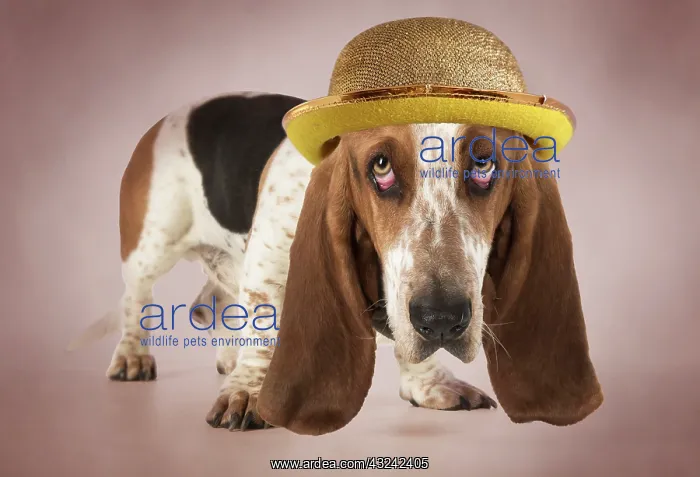 : DOG - Basset Hound looking sad wearing gold bowler : DOG - Basset Hound looking sad wearing gold bowler