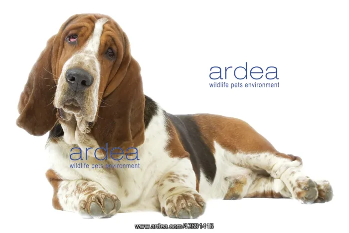 : Dog - Basset Hound lying down : Dog - Basset Hound lying down