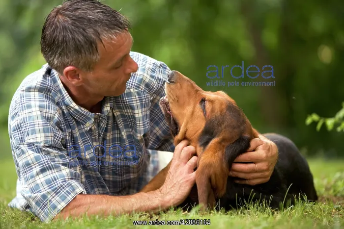  : Dog - Basset Hound with owner