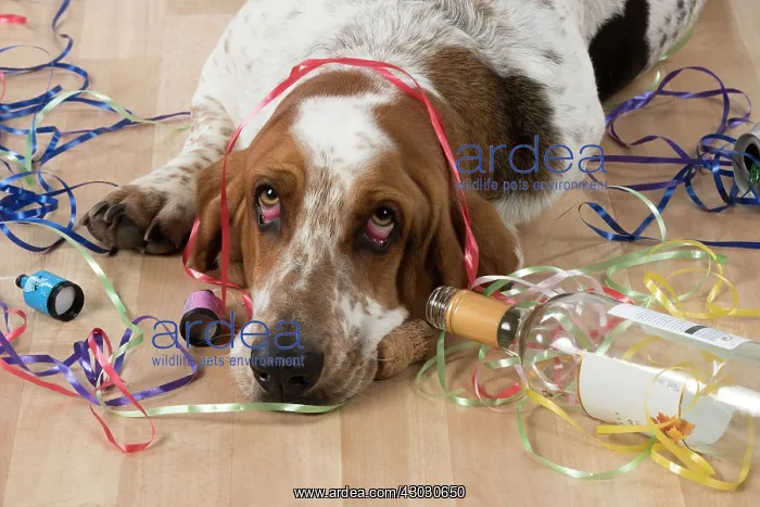  : Dog Basset Hound with party props