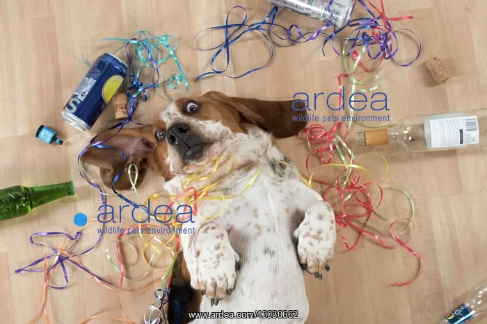  : Dog Basset Hound on his back with party props