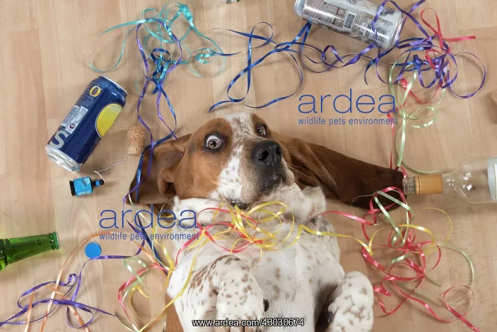  : Dog Basset Hound on his back with party props