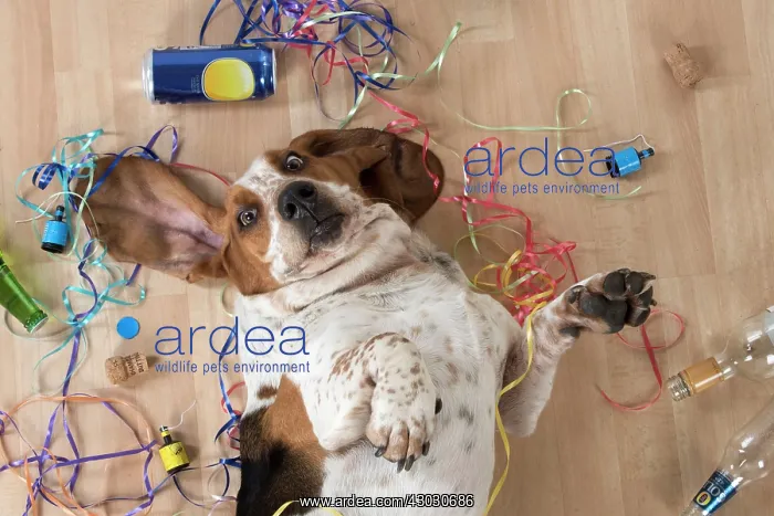  : Dog Basset Hound on his back with party props