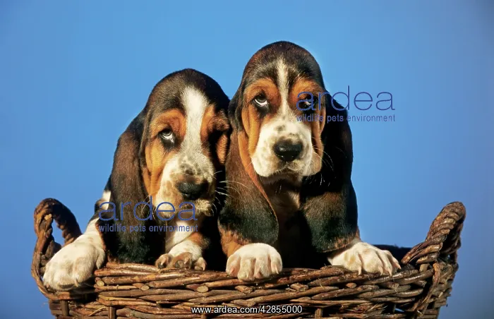  : Dog - Basset Hound puppies in basket