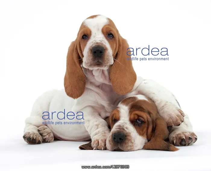 : Dog - Basset Hound - two puppies lying down together : Dog - Basset Hound - two puppies lying down together