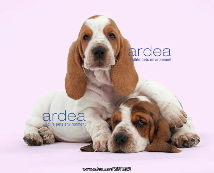 : Dog - Basset Hound - two puppies lying down together : Dog - Basset Hound - two puppies lying down together