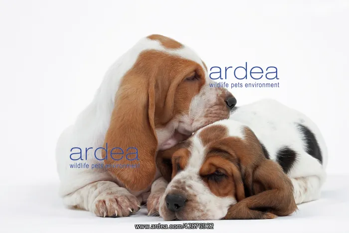: Dog - Basset Hound - two puppies lying down together : Dog - Basset Hound - two puppies lying down together