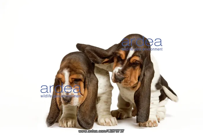  : Dog - Basset Hound - two puppies in studio