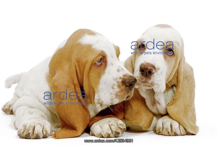  : Dog - Basset Hound puppies in studio