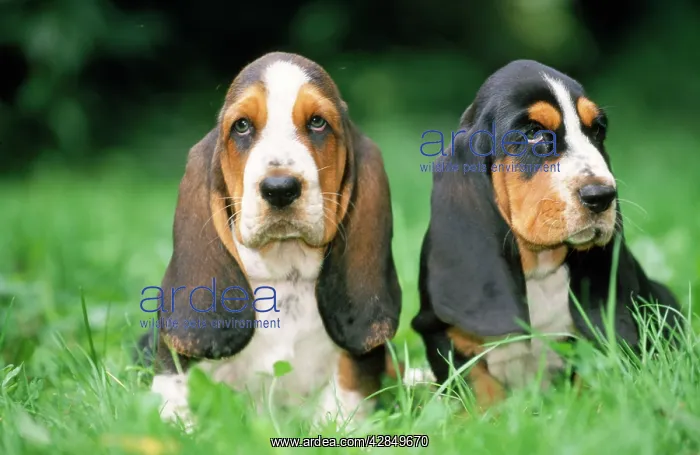  : DOG - Basset Hound puppies X2