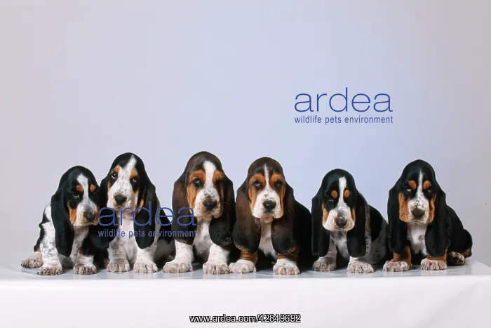  : DOG - Basset Hound puppies X6