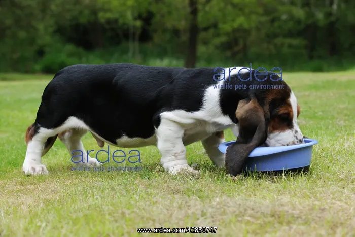  : DOG. Basset hound puppy (10 weeks) eating