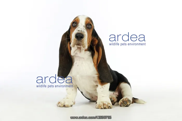 : DOG. Basset hound puppy (10 weeks) sitting : DOG. Basset hound puppy (10 weeks) sitting