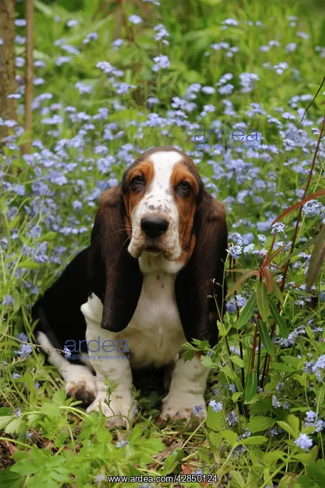  : DOG. Basset hound puppy (10 weeks) sitting in flowers
