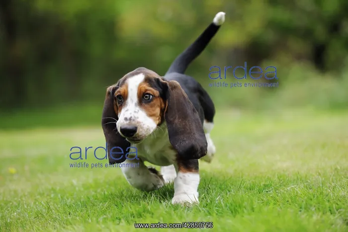 : DOG. Basset hound puppy (10 weeks) walking : DOG. Basset hound puppy (10 weeks) walking