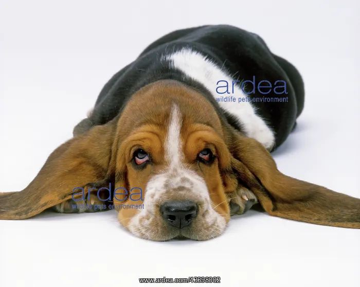  : Dog - Basset Hound puppy