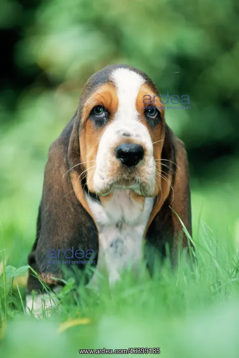  : DOG - Basset Hound puppy