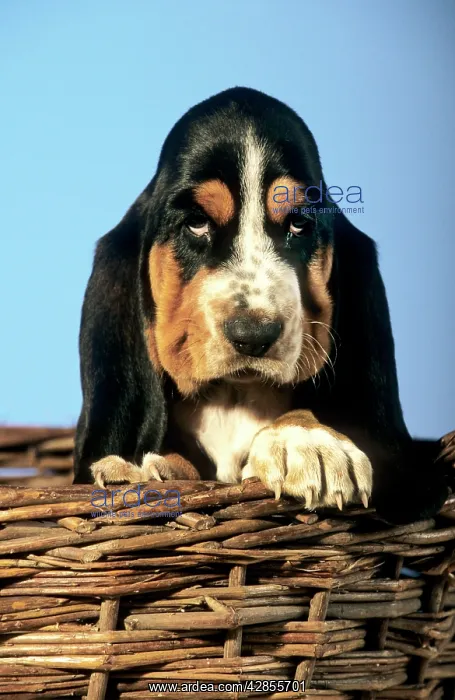  : Dog - Basset Hound puppy in basket