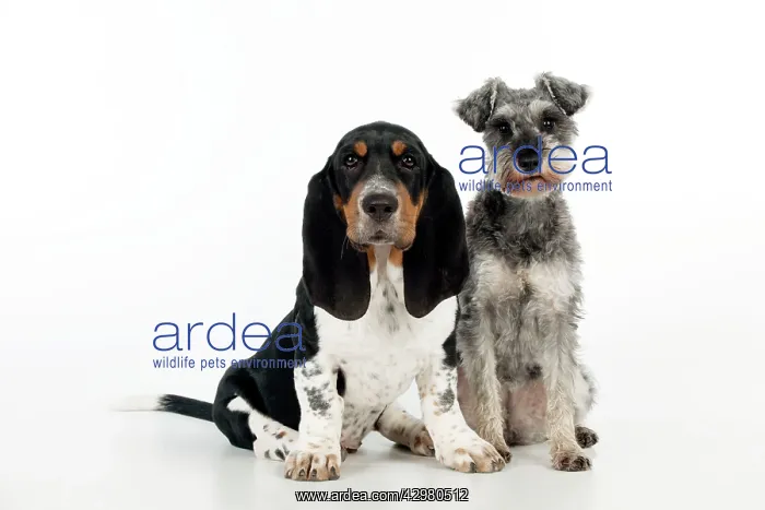 : DOG - Basset hound puppy and miniature schnauzer : DOG - Basset hound puppy and miniature schnauzer