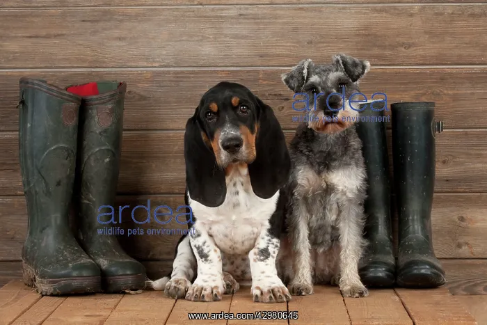 : DOG - Basset hound puppy and Miniature Schnauzer : DOG - Basset hound puppy and Miniature Schnauzer