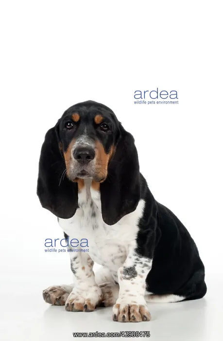  : DOG - Basset hound puppy sitting