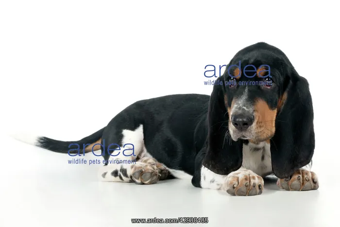 : DOG - Basset hound puppy sitting : DOG - Basset hound puppy sitting