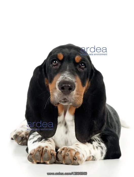 : DOG - Basset hound puppy sitting : DOG - Basset hound puppy sitting