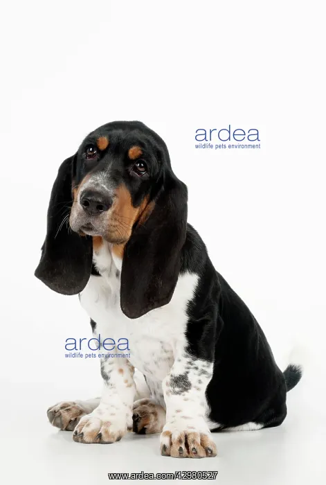 : DOG - Basset hound puppy sitting : DOG - Basset hound puppy sitting