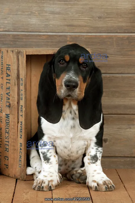  : DOG - Basset hound puppy sitting in a box