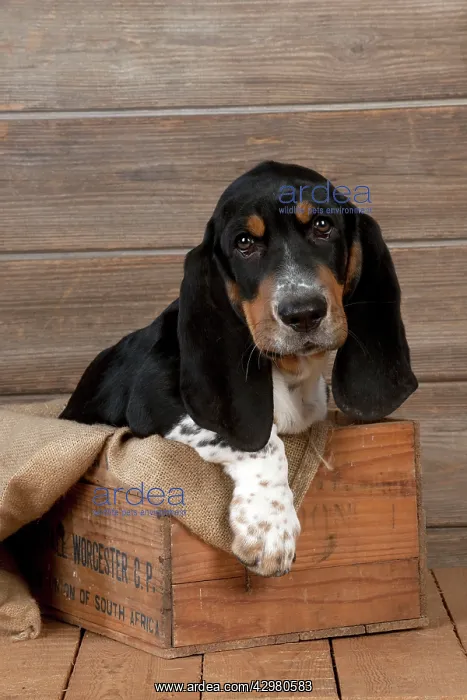  : DOG - Basset hound puppy sitting in a box