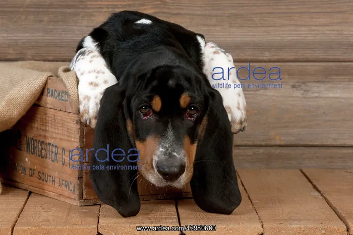 : DOG - Basset hound puppy sitting in a box